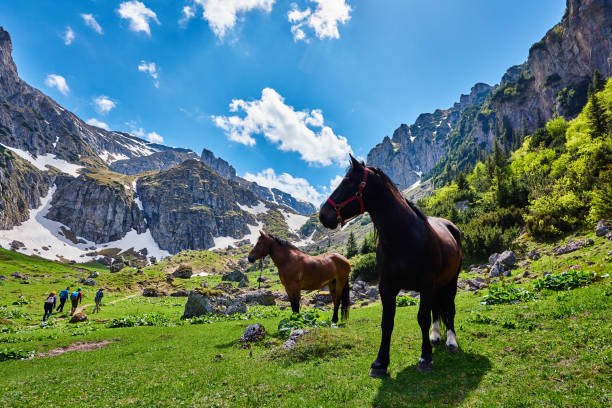 horizontal view of horses in nature in sunny day.in background hikers climbing the mountain.