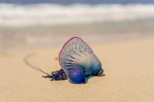 istock Portugeuse man-of-war on a beach 1130904818