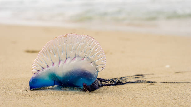 istock Portugeuse man-of-war on a beach 1130904819