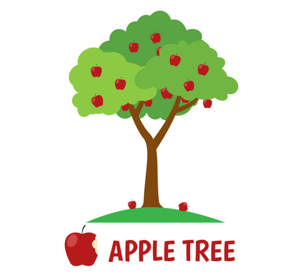 illustrations, cliparts, dessins animés et icônes de illustration vectorielle de l'arbre de pomme isolé sur le fond blanc - green ground juice freshness
