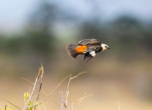 istock White headed Buffalo Weaver 1130905684