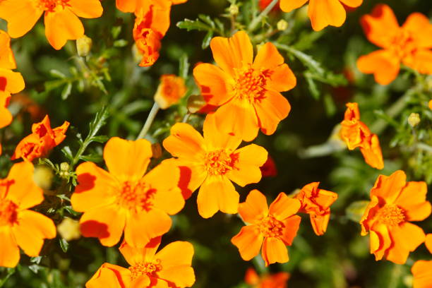 istock Orange Zinnia Flowers 1130906038