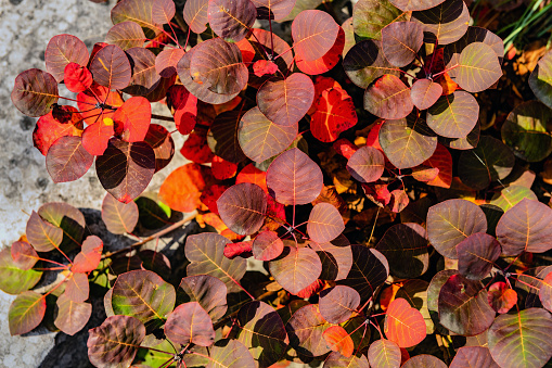 Red Karsian Smoketree and Autumn Western Slovenia, Kras, Primorska, Europe,Nikon D850