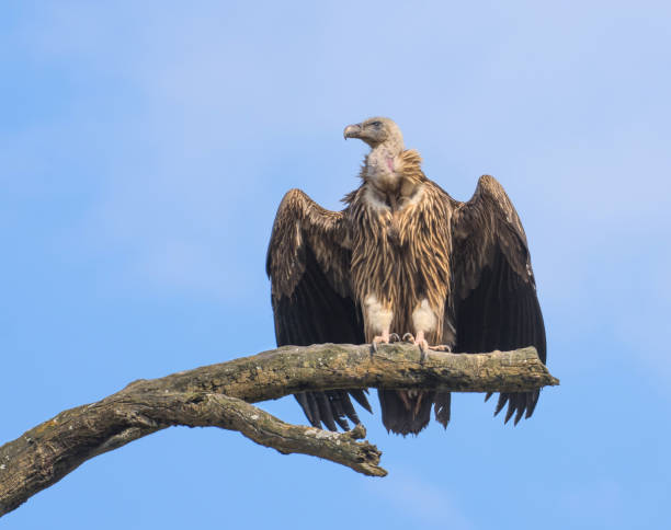 Himalayan Griffon vulture wings opening Himalayan Griffon vulture wings opening vulture photos stock pictures, royalty-free photos & images