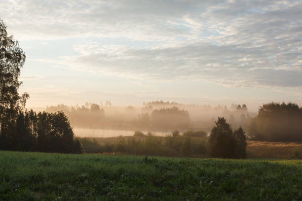 istock Tranquil foggy grassland at sunrise 1130907863