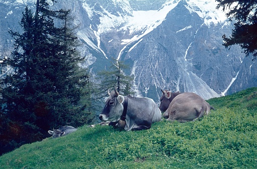 Stubaier Alp, Austria, 1980.Cows (Tyrolean Grey) rest on an alpine meadow.