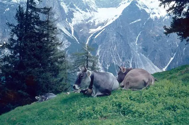 Photo of Cows (Tyrolean Greys) rest on an alpine meadow