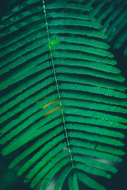 istock Summer tropical background. Beautiful plants in the garden 1130909107