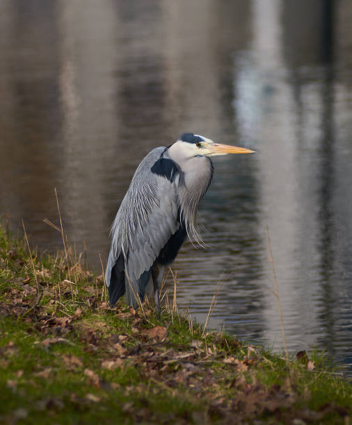 istock Grey heron stays next water, full body, close up. 1130909816