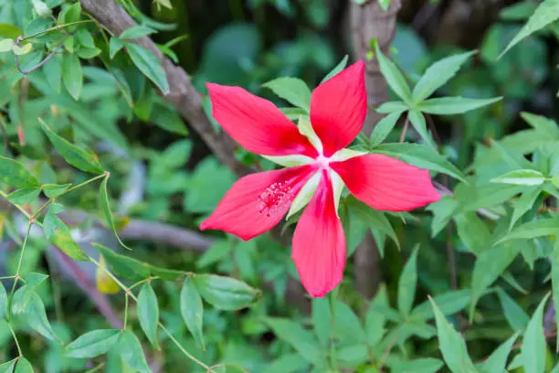 Tropical flowers. Hibiscus rose sinensis on green background