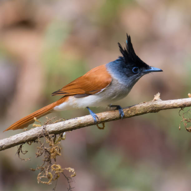 istock Asian Paradise Flycatcher Female 1130910069