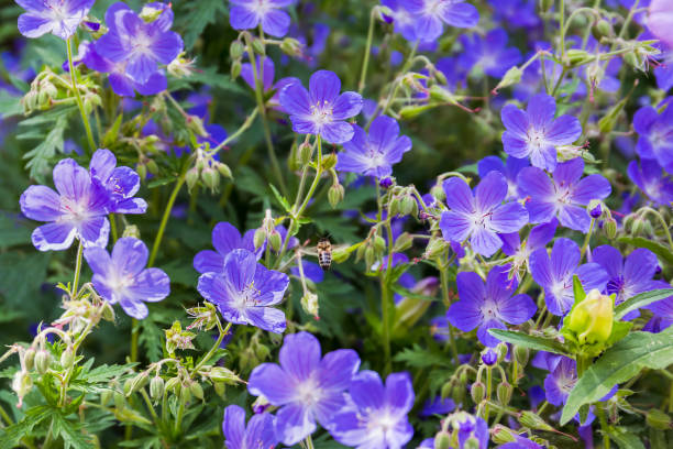 istock Blue flowers and bee. Close up. 1130910139