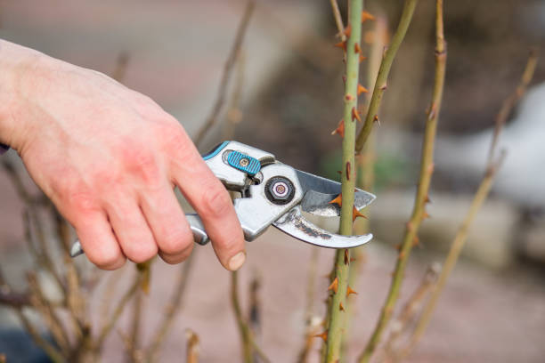 A gardener man cuts branches of bushes and trees in his garden. A gardener man cuts branches of bushes and trees in his garden. Spring garden work on the care of trees and plants. rame stock pictures, royalty-free photos & images