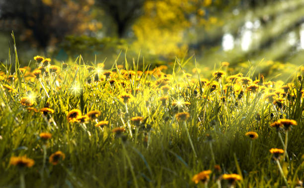 istock Spring floral background with yellow dandelions flowers 1130910407