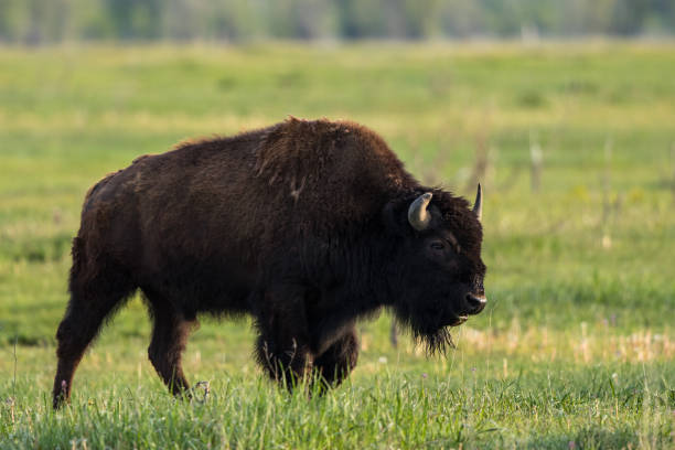 istock Spring Bison on the Move in Grand Teton National Park 1130911237