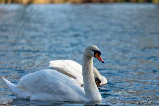 istock Swan on the lake 1130911344