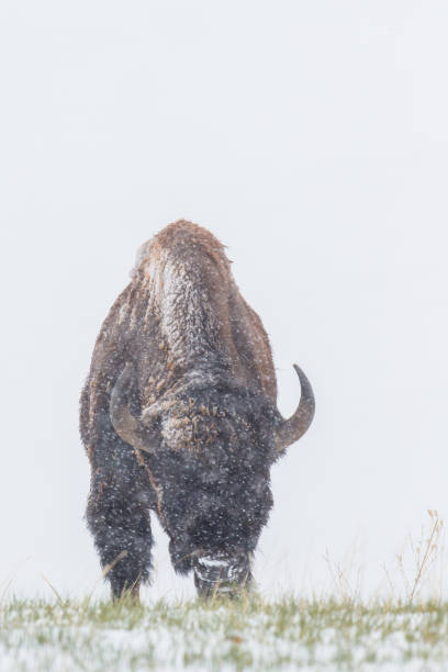 istock A Bull Bison in the Snow 1130911489