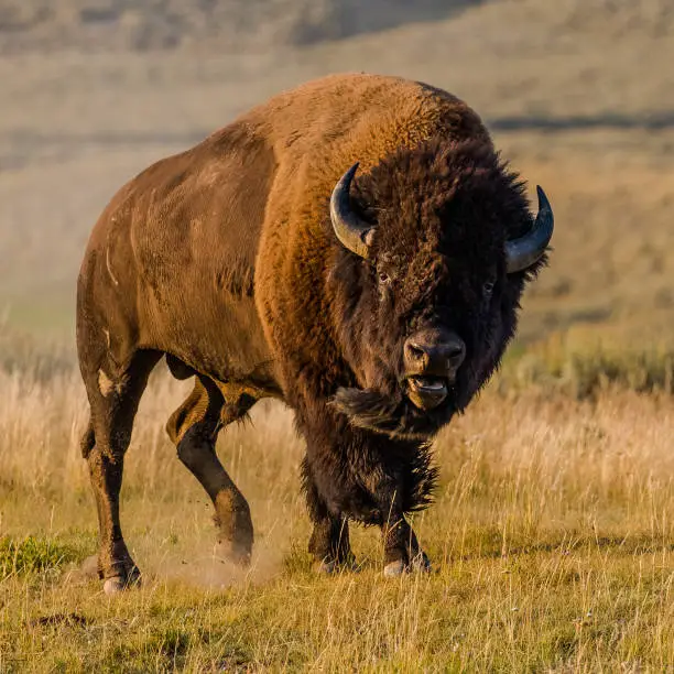 A bull bison in full primal mood during the rut in Yellowstone National Park