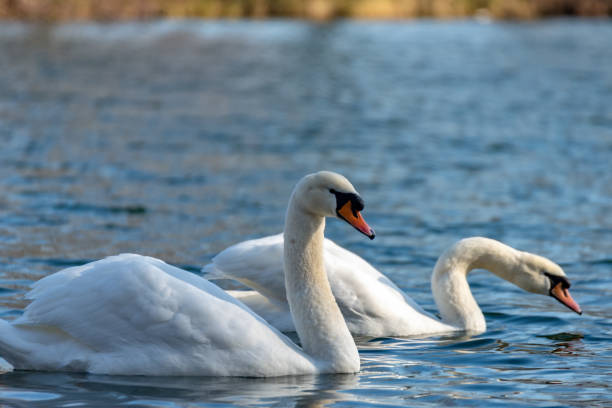 istock Swan on the lake 1130911637