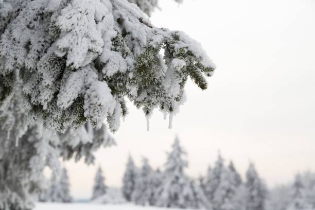 Snowy branches of a pine tree, Winterberg, Germany Winter in Winterberg vakantie stock pictures, royalty-free photos & images