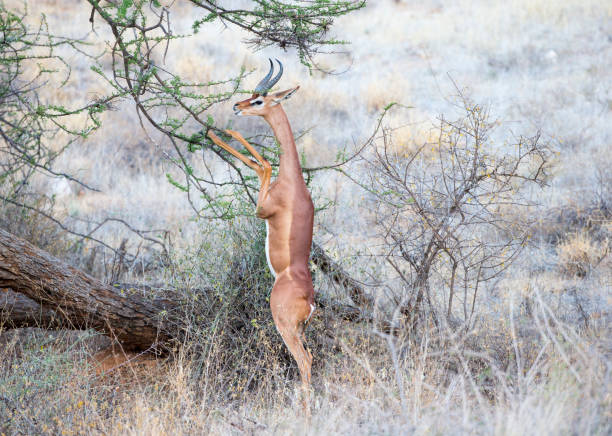 Gerenuk Feeding