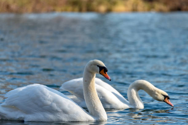 istock Swan on the lake 1130912163