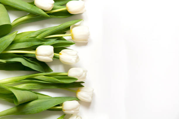 istock Border of white tulip on white. Top view with copy space. 1130914937