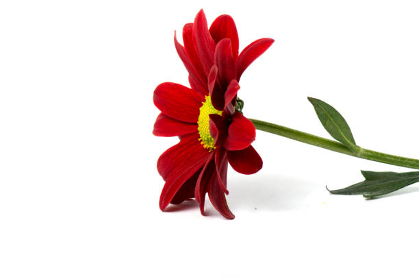 Chrysanthemum flower on a long stem on a white background is insulated,