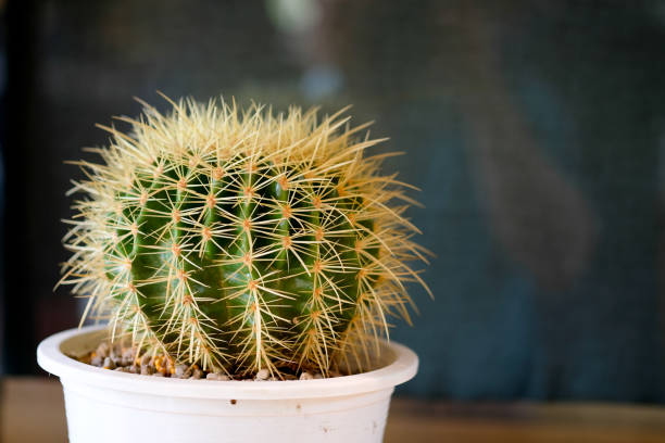 istock Close up shot of small green cactus. Selective focus. 1130918697