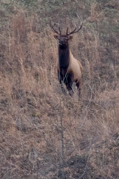 istock Bull Elk with Coyote 1130919877