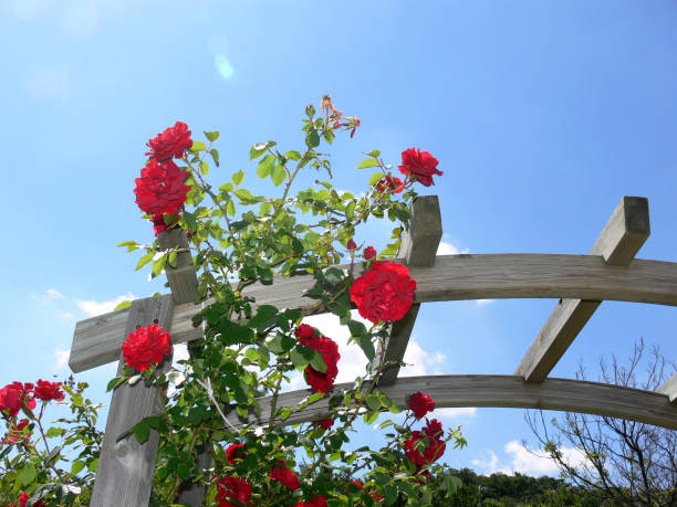 Red climbing rose on the pergola with blue sky stock photo