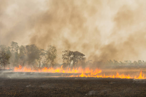 fire fields - stubble imagens e fotografias de stock