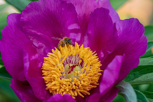 Close up macro of a pink Chinese peony with a bee crawling in the bright yellow center collecting pollen