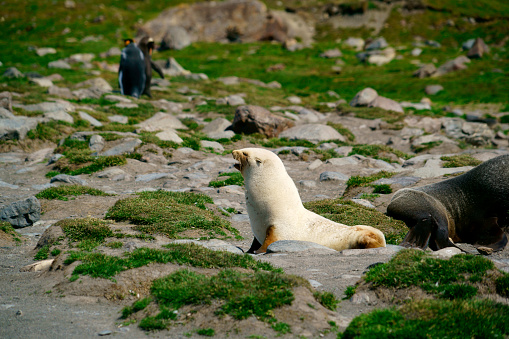 White fur seal on Antarctica, variation