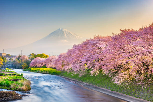 istock Mt. Fuji, Japan spring landscape. 1130925071