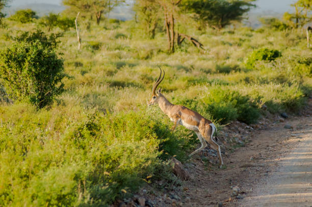 istock Young female antelope in the savannah 1130927627