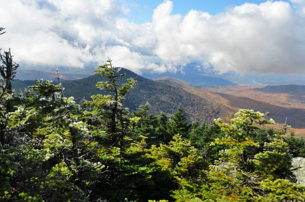 istock Pine Trees High on A Vermont Mountain 1130927948