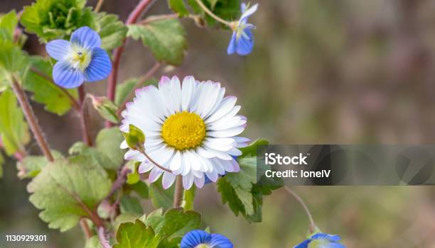 Scene With Flower Lawndaisy In Its Natural Environment In Spring Stock Photo - Download Image Now