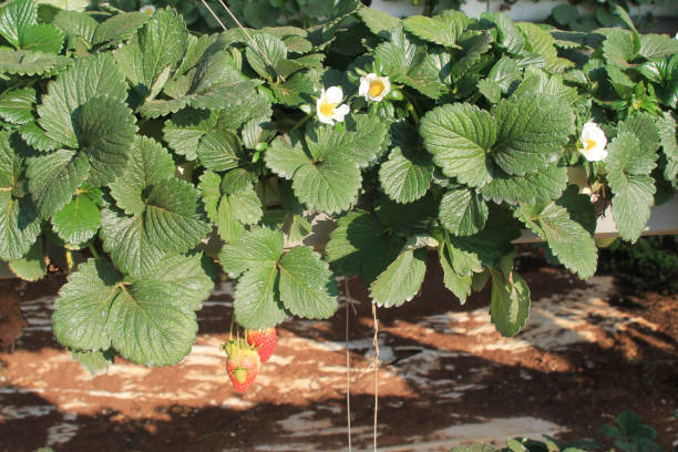 葉、花、ベリーとイチゴの茂み - strawberry plant bush cultivated ストックフォトと画像