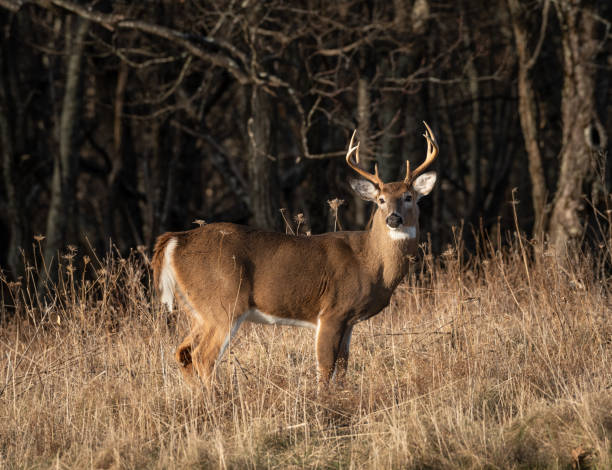 istock Whitetail buck portrait 1130931827