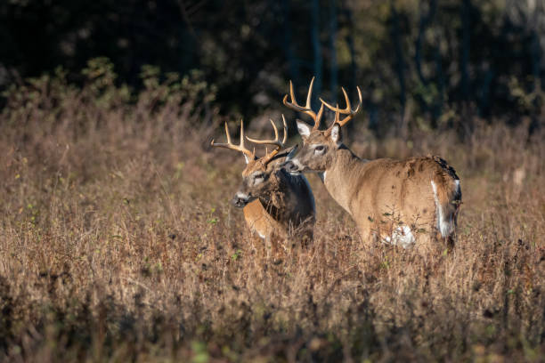 Portrait of two large bucks