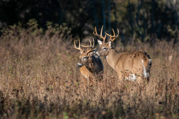 Portrait of two large bucks Two bucks stop fighting for a quick second to scan the meadow in nice morning light. shenandoah national park photos stock pictures, royalty-free photos & images
