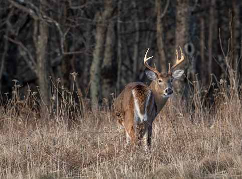 A whitetail buck in an unusual pose