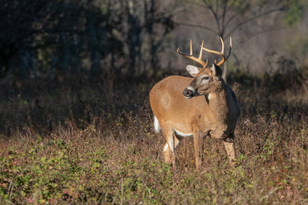 istock Alert buck in the morning 1130932134