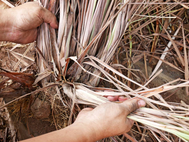 istock Cleaning and preparing lemongrass for sell. 1130936138