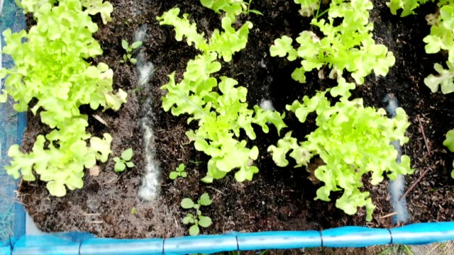Above of planting organic green oak lettuce in soil plantation