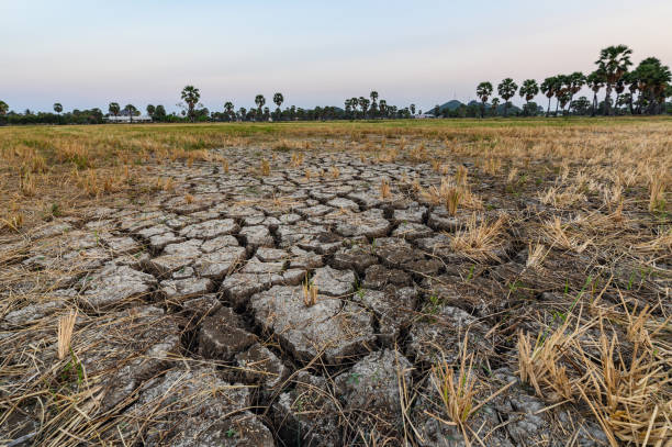 フィールド内の乾燥したひび割れ土壌地盤の質感 - coarse rice ストックフォトと画像