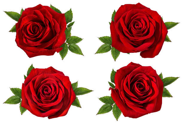 istock Beautiful red roses isolated on white background with clipping path 1130937501