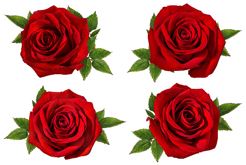 Fresh beautiful red roses isolated on white background with clipping path