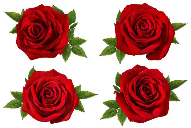 Photo of Beautiful red roses isolated on white background with clipping path